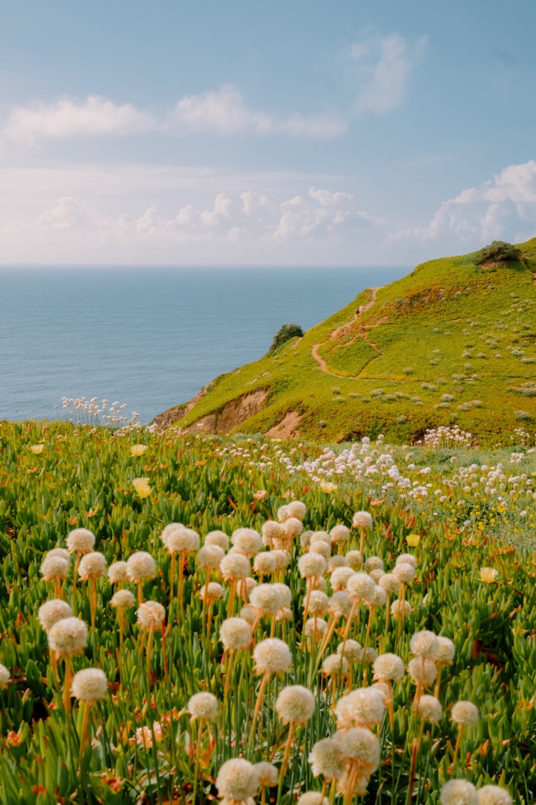 Green coastal hillside and wildflowers overlooking the Atlantic
