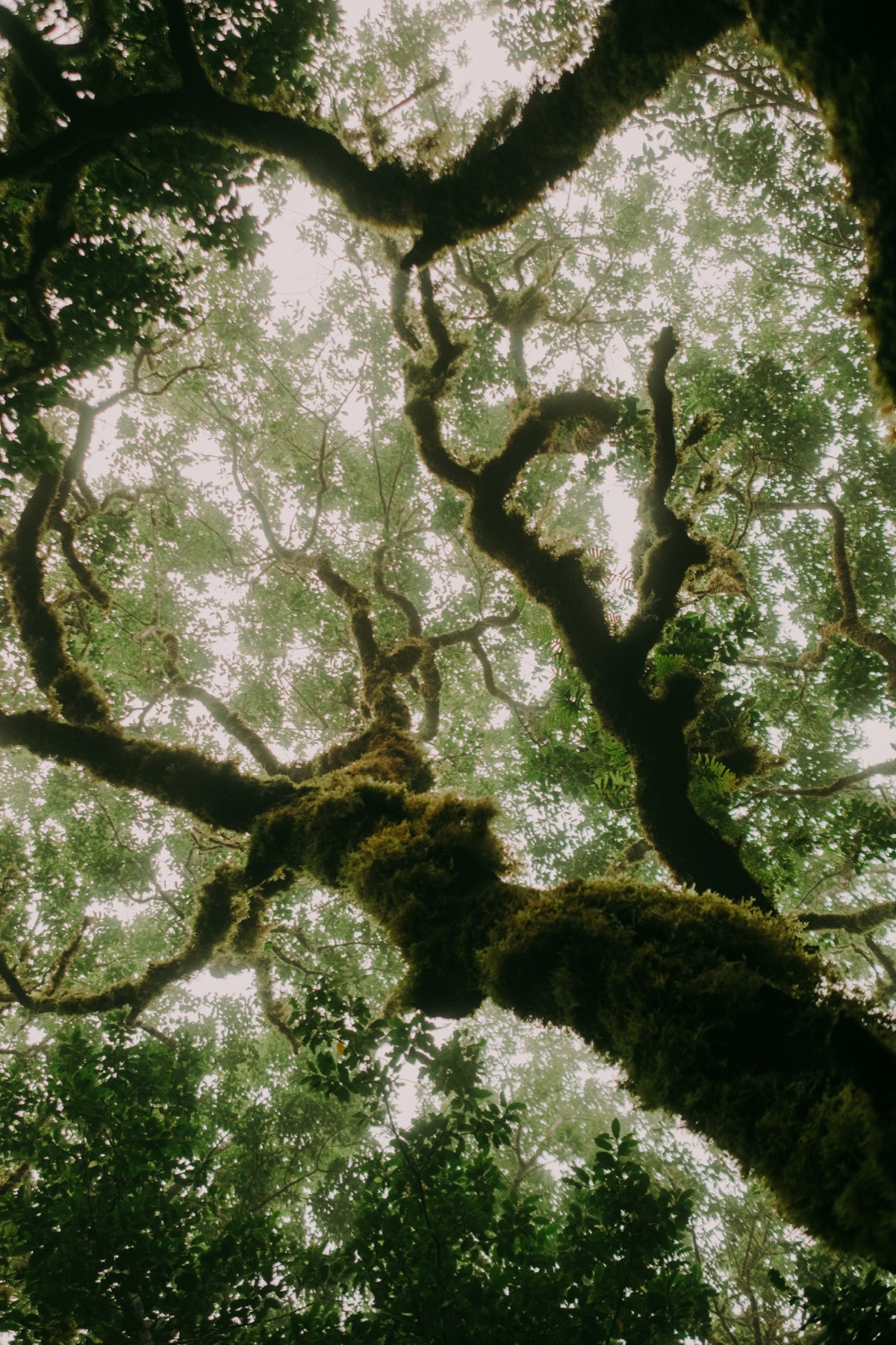 Moss-covered laurel trees in the mist