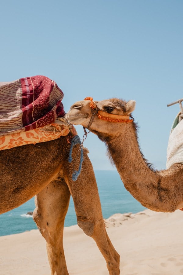 Camels photographed beside the coast under a blue sky