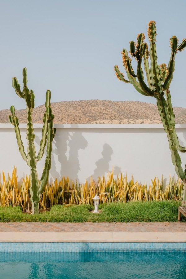 Cactus garden, pool and desert landscape